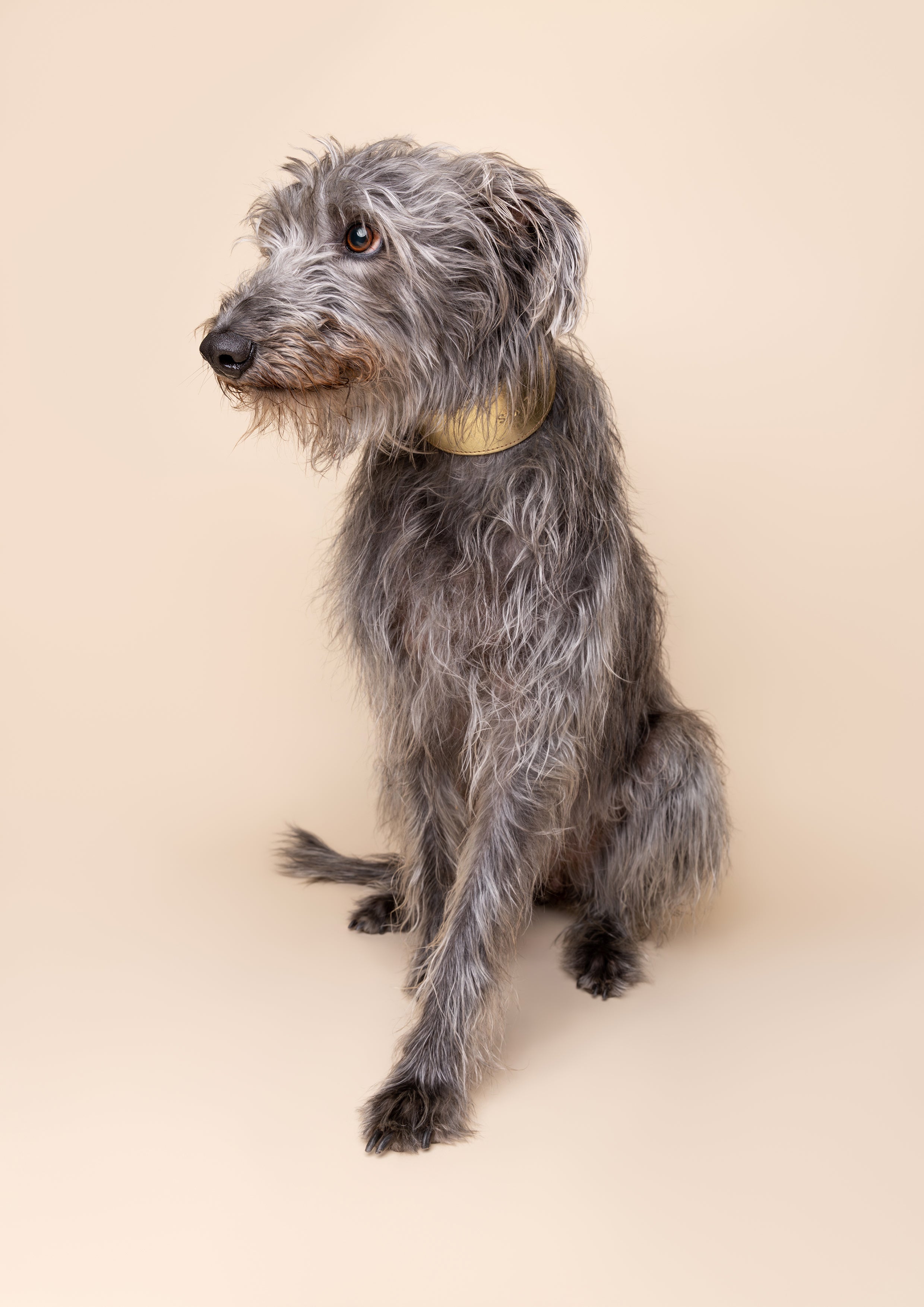 Sighthound collar - Black - Small