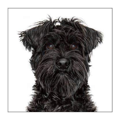 Black Schnauzer - Dog Greeting Card
