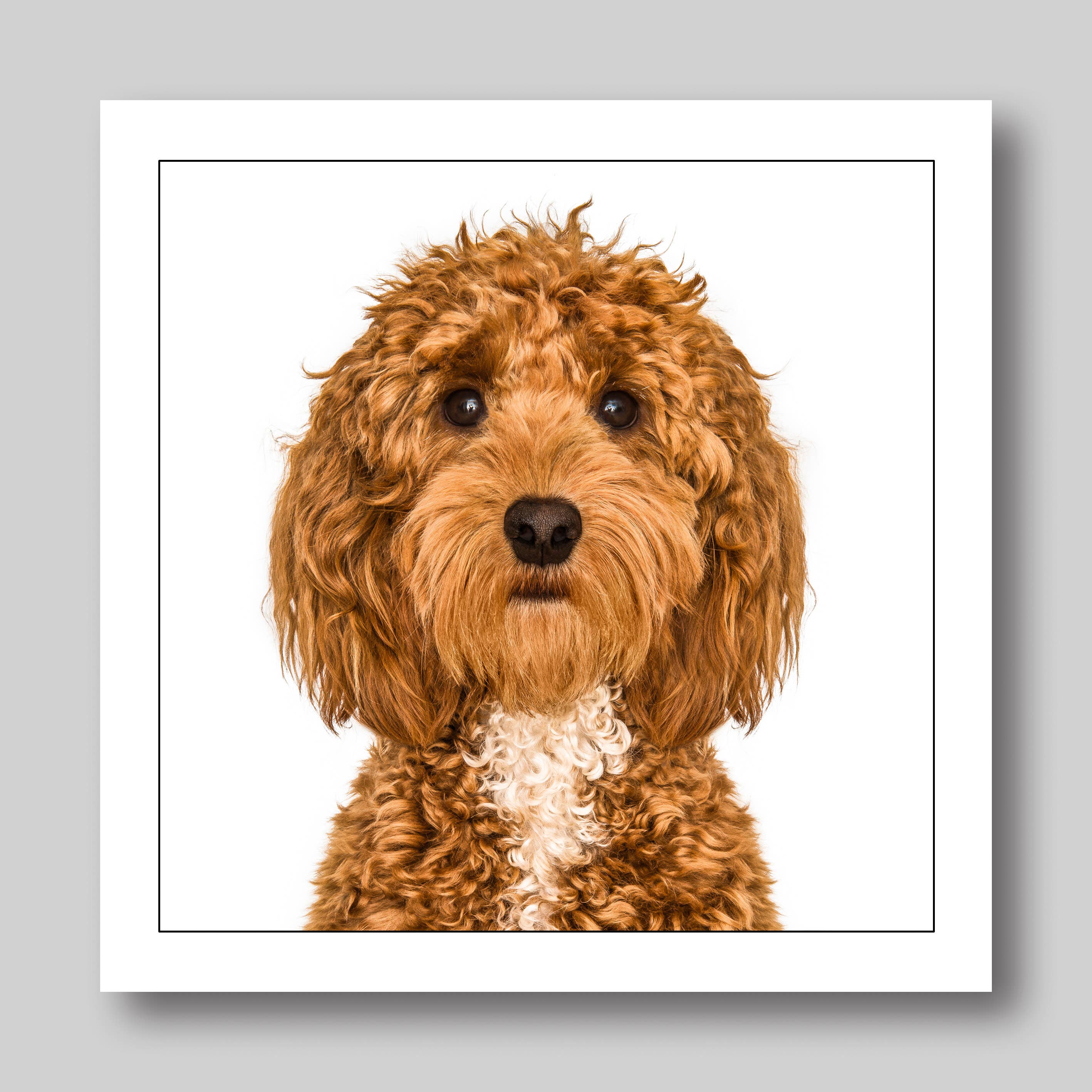 Cockerpoo - Dog Greeting Card
