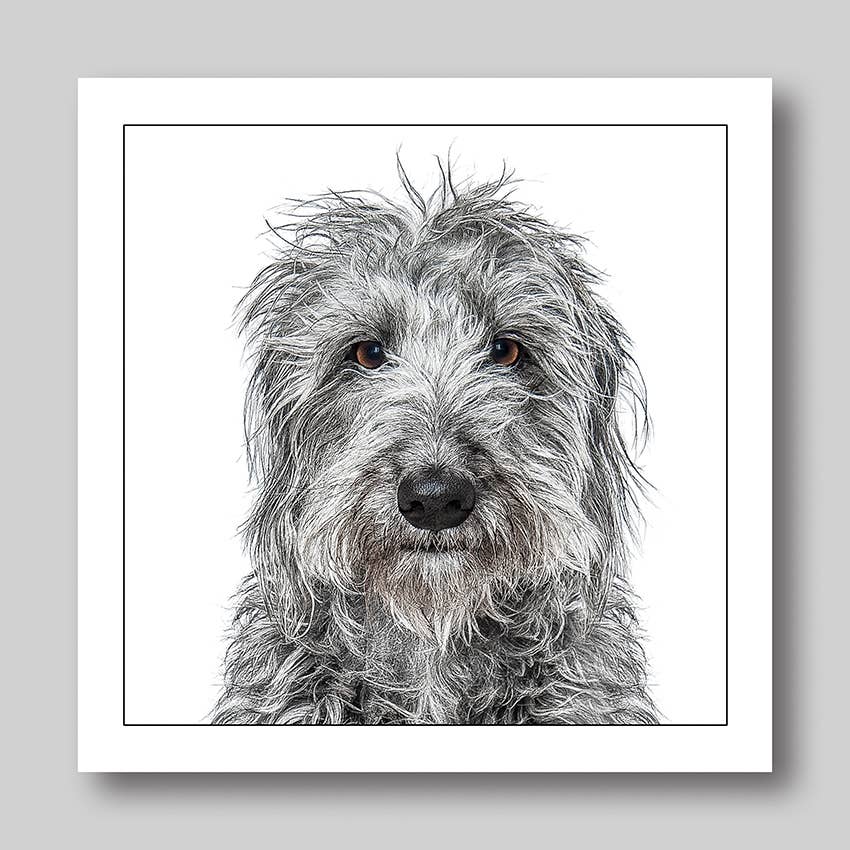 Lurcher - Dog Greeting Card
