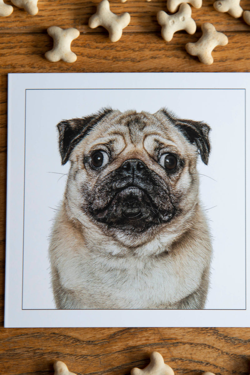 Pug