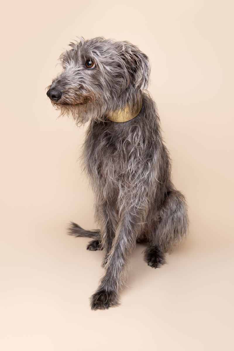 Sighthound collar - Biscuit - Medium