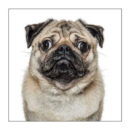 Pug - Dog Greeting Card  : 15X15