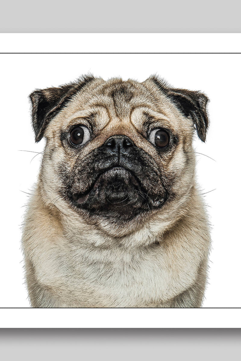 Pug