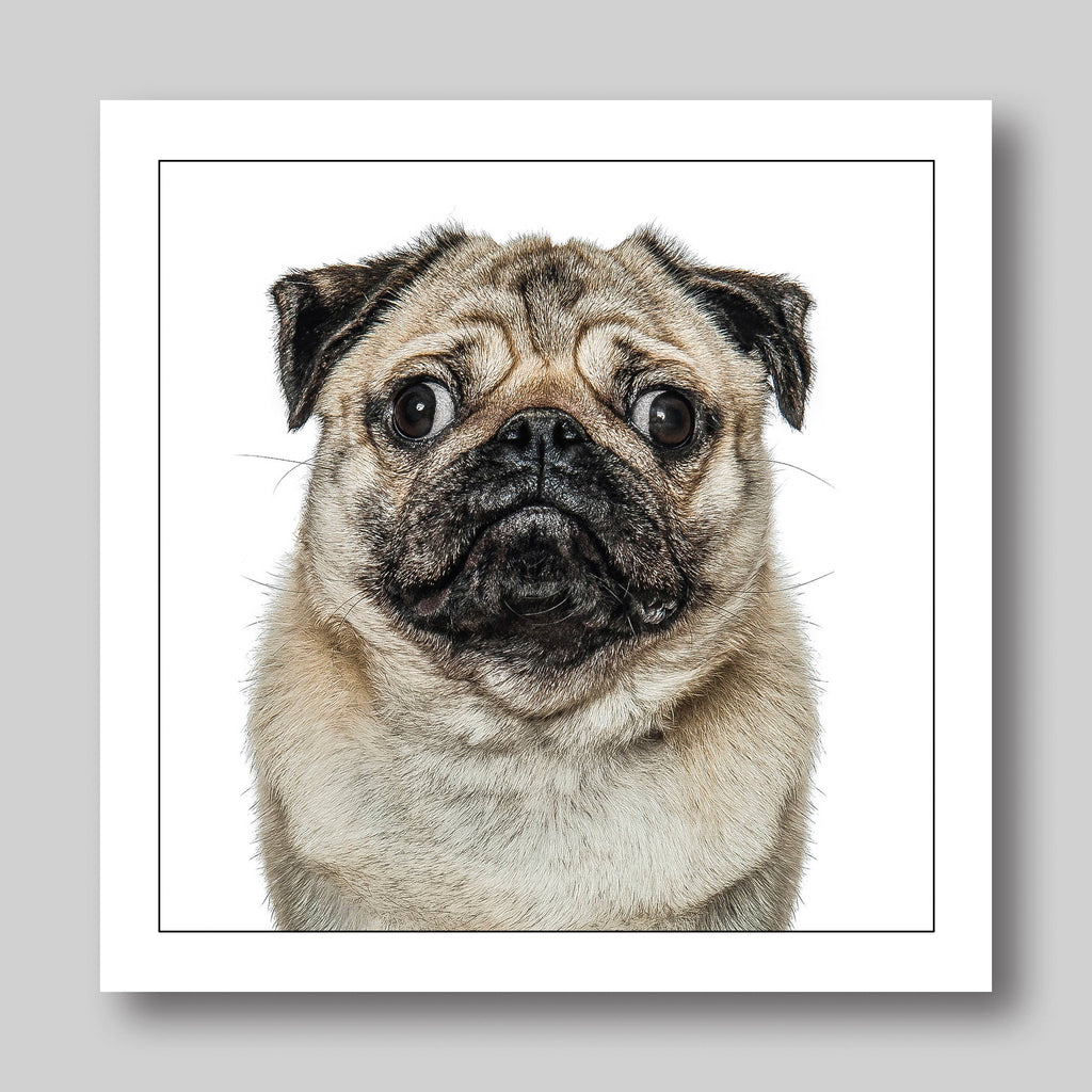 Pug - Dog Greeting Card  : 15X15