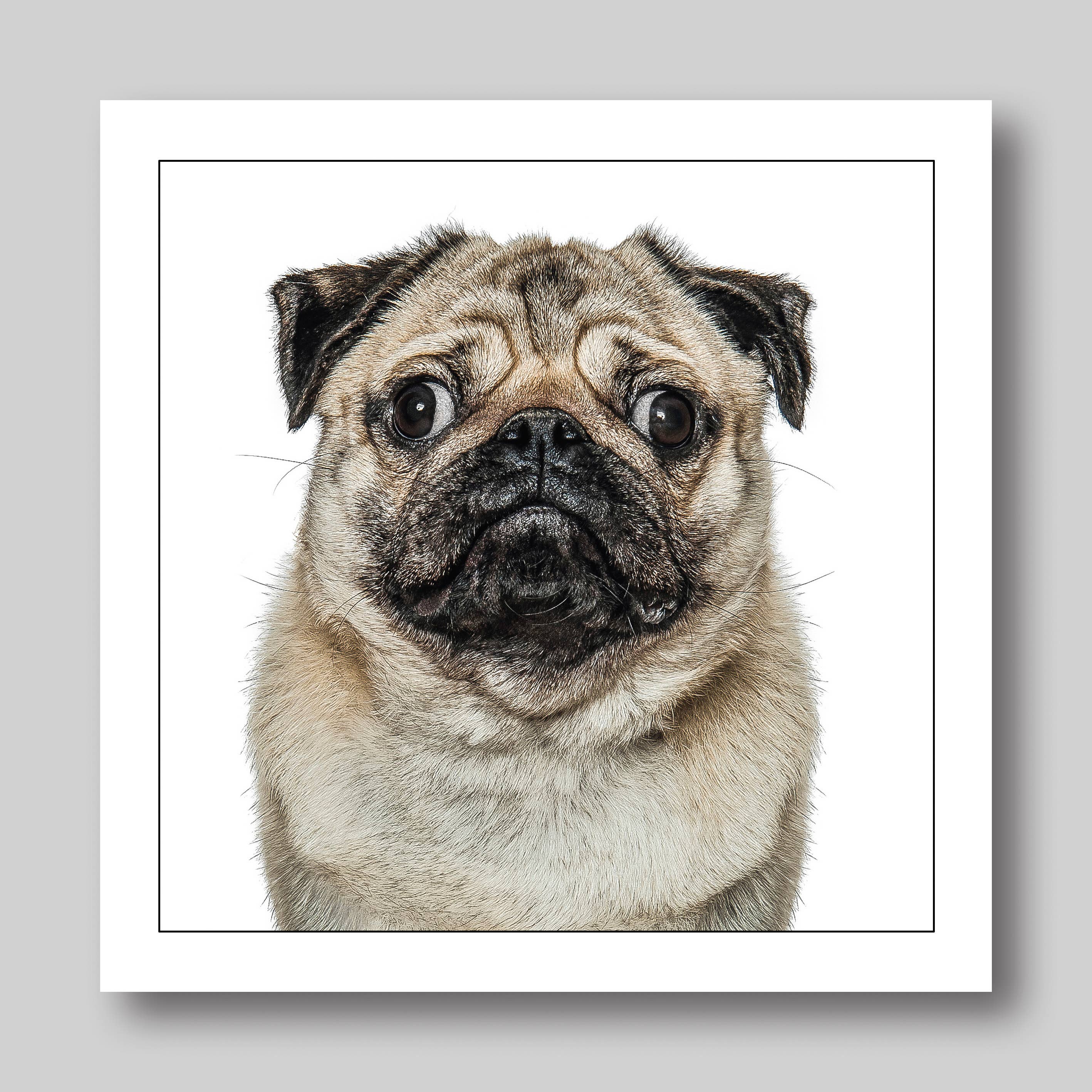 Pug - Dog Greeting Card  : 15X15