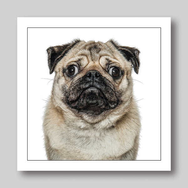 Pug