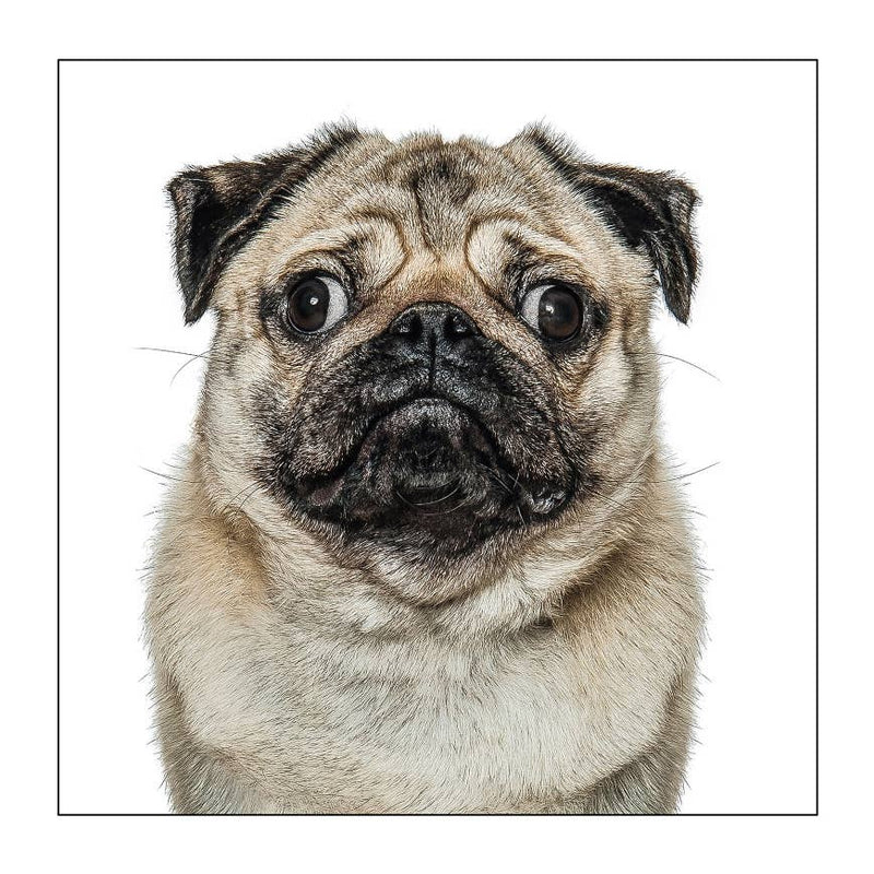 Pug