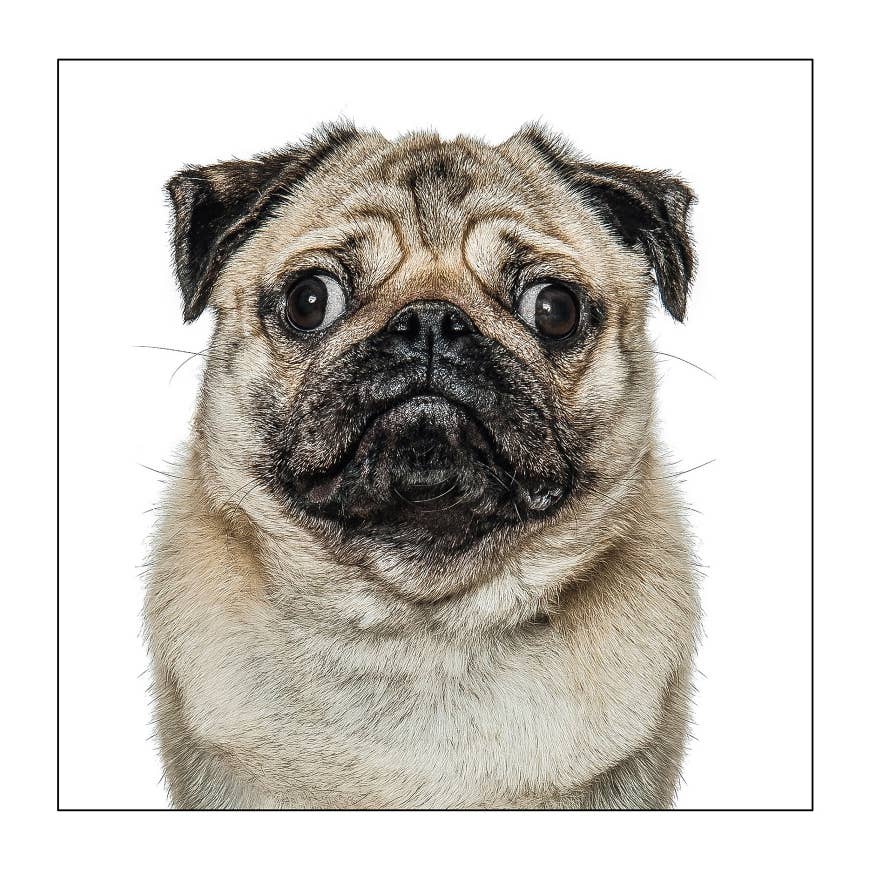 Pug - Dog Greeting Card  : 15X15