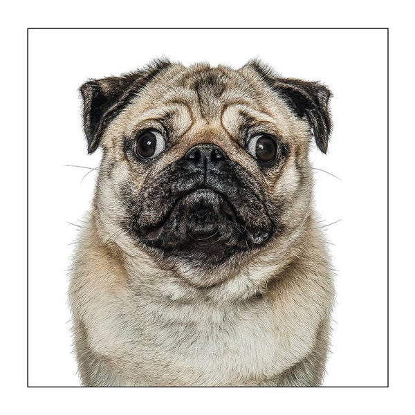 Pug