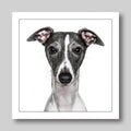 Whippet - Dog Greeting Card