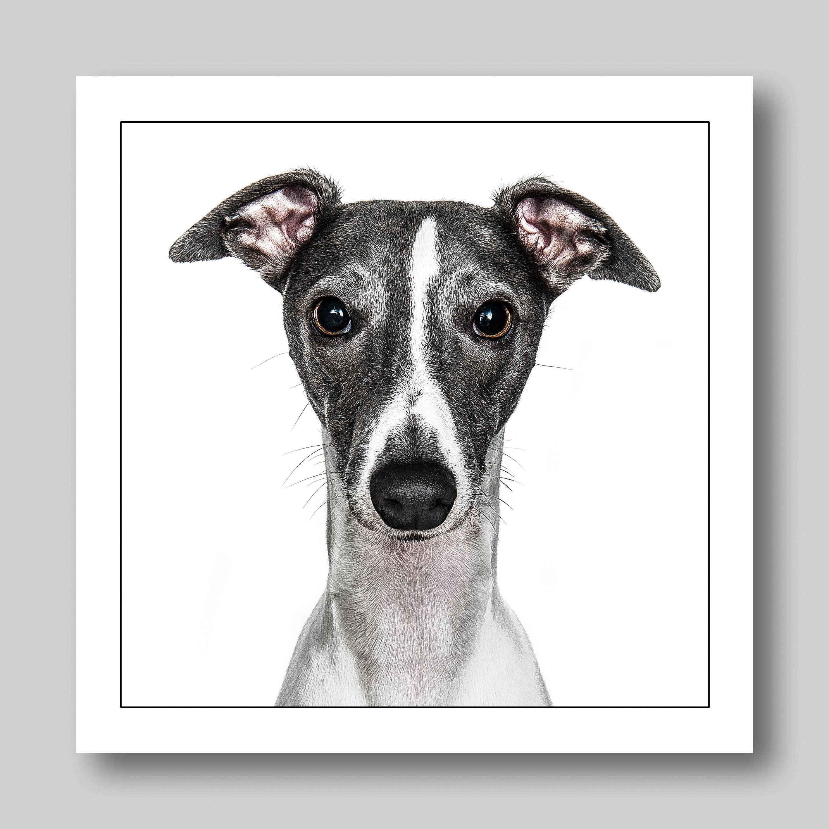 Whippet - Dog Greeting Card