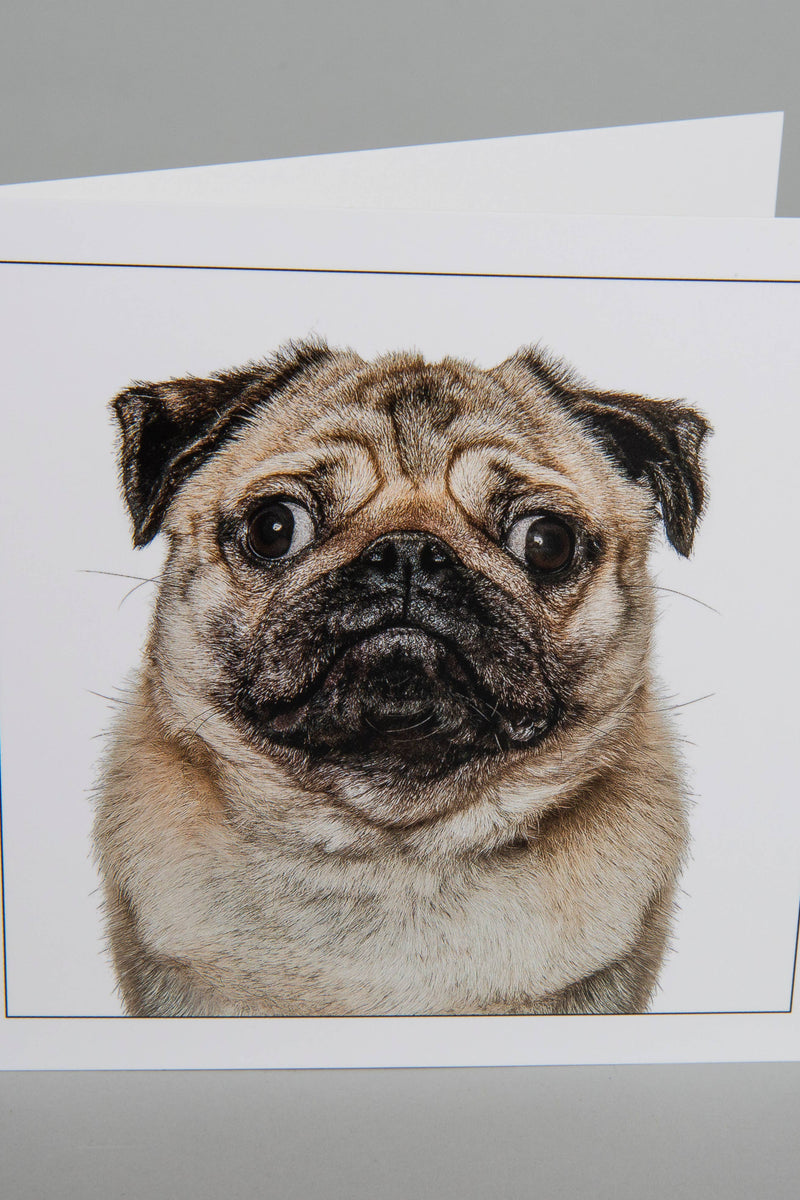 Pug
