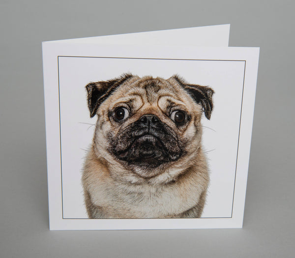 Pug