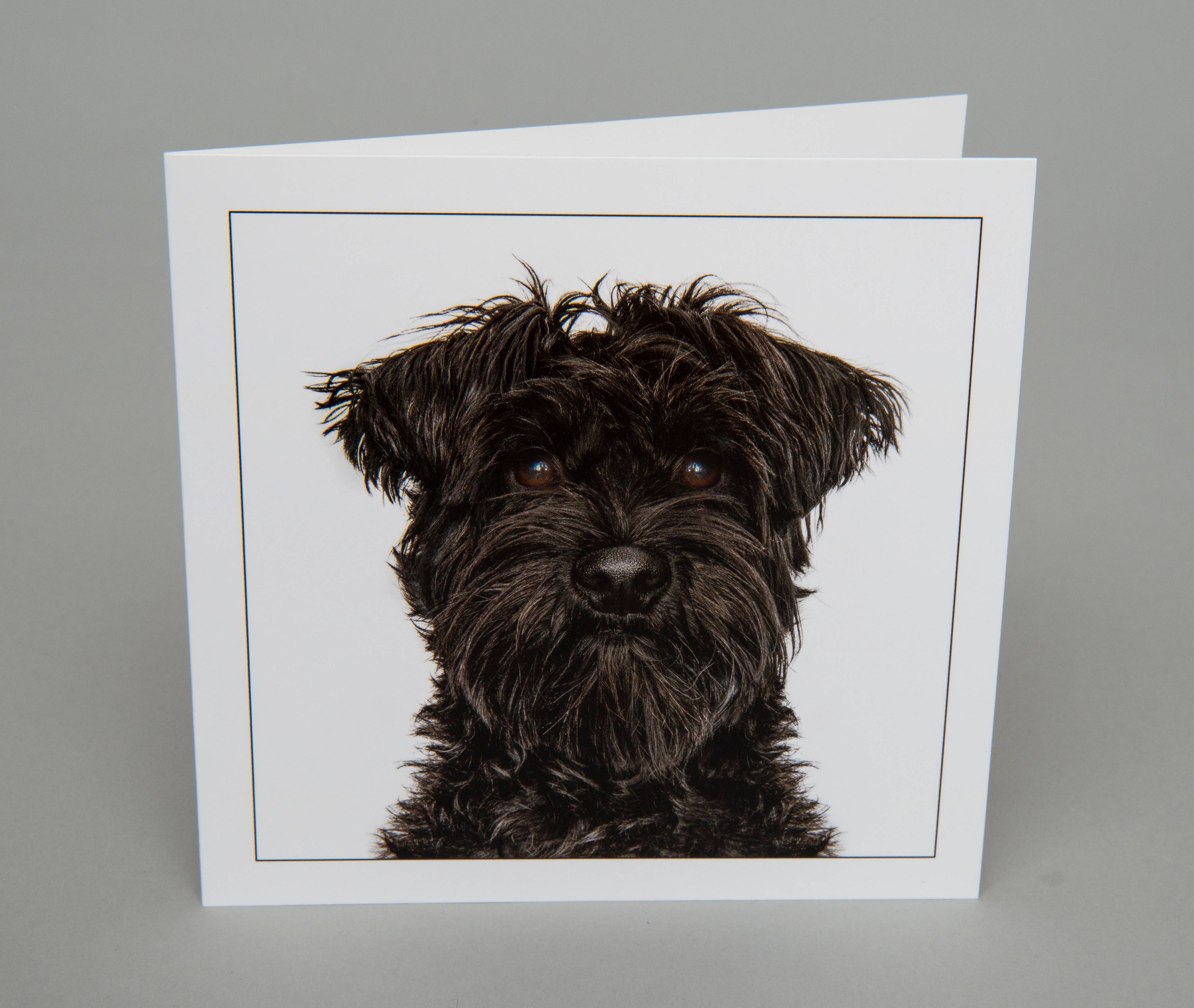 Black Schnauzer - Dog Greeting Card