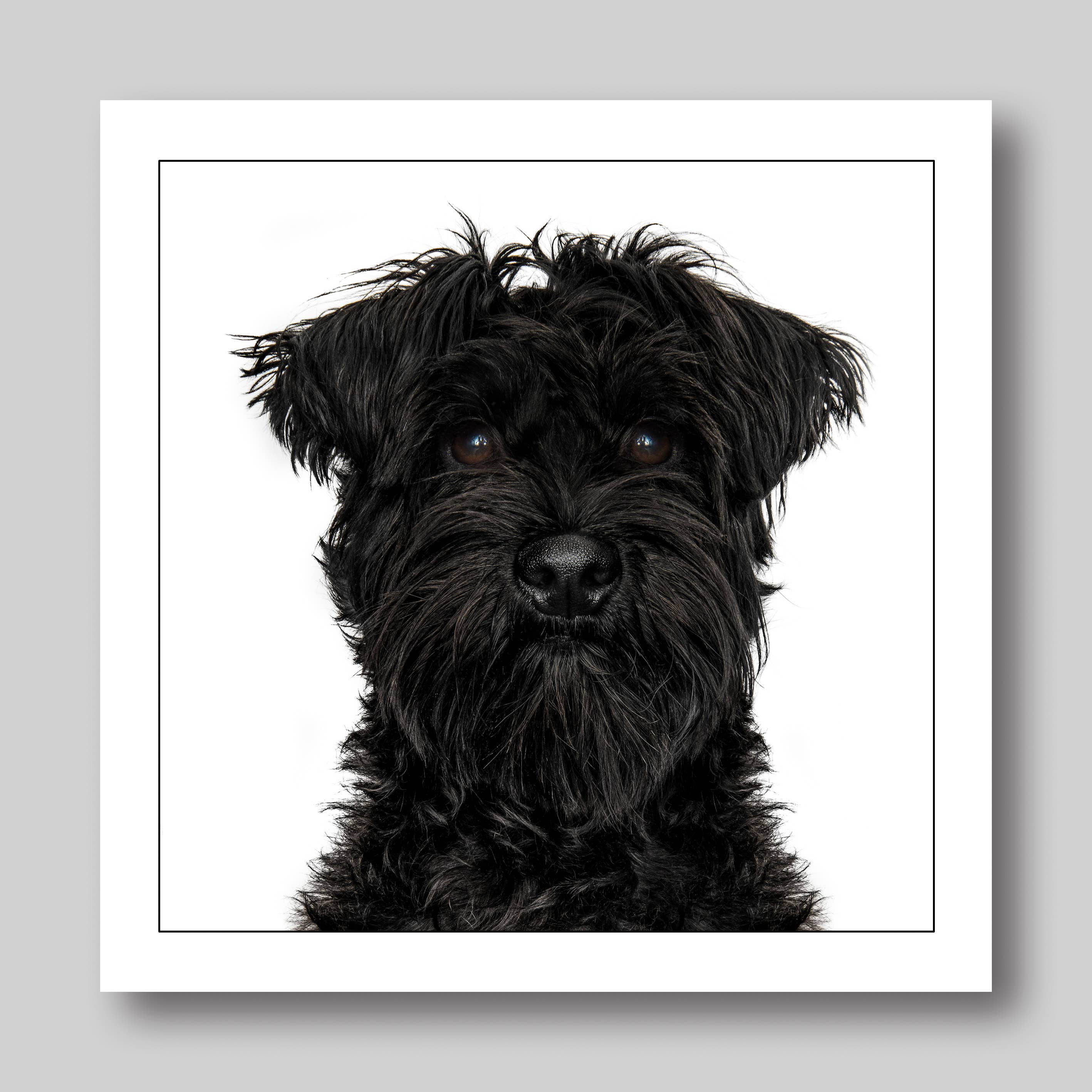 Black Schnauzer - Dog Greeting Card