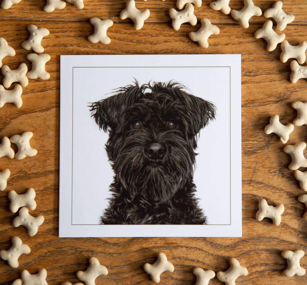Black Schnauzer - Dog Greeting Card